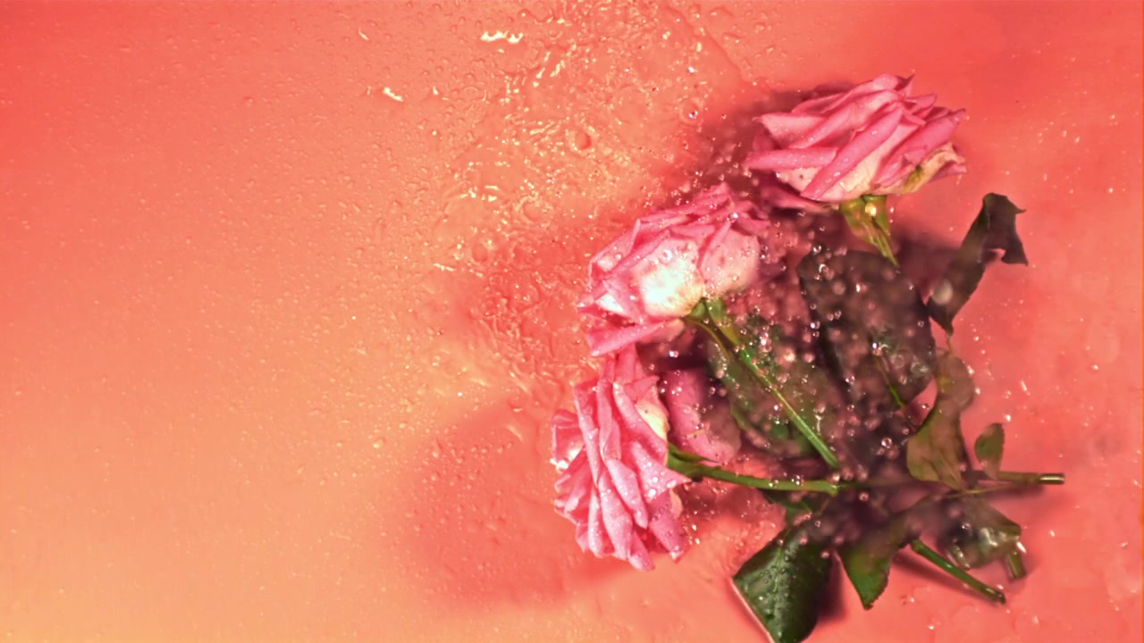 Acqua che schizza su delicate rose rosa su sfondo color pesca.