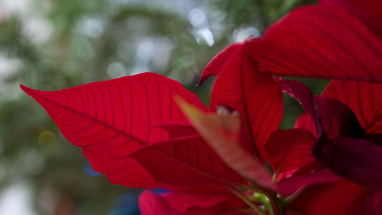 detalhes de folhas vermelhas de poinsettia de natal, uma decoração doméstica sazonal comum