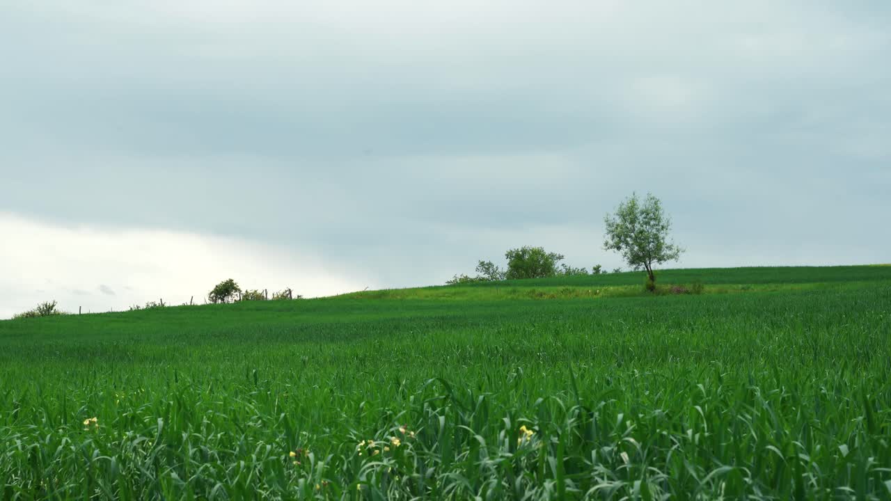화창한 여름날 귀리 밭