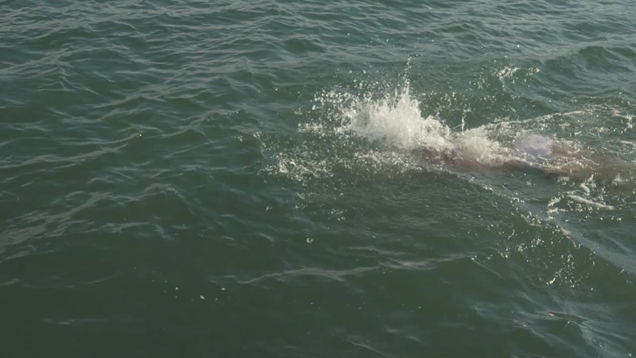 돌고래 와 사람 이 바다 에서 수영 하고 있다