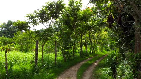 As-the-drone-continues-its-exploration,-it-ventures-deeper-into-the-heart-of-the-forest,-where-ancient-trees-stand-as-guardians-of-this-pristine-ecosystem