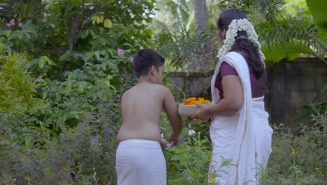 flower plucking boys for pookalam during onam festival in kerala, india flower plucking is a another activity during onam days for athapookalam decoration