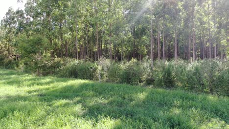 Eagle-flies-up-to-a-tree,-the-light-filters-into-the-light-of-the-trees-and-creates-shadows-too