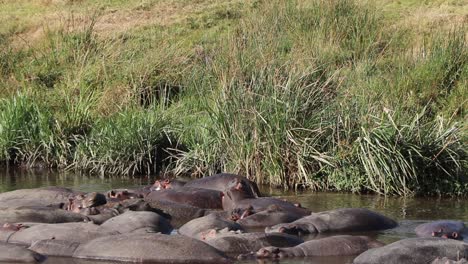 hippo jumps into water hole in ngorongoro crater tanzania in slow motion