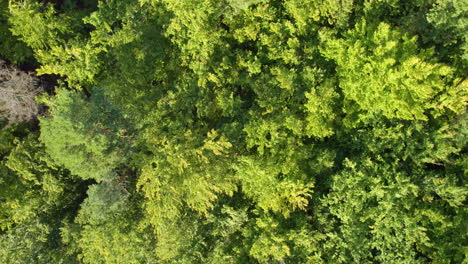 Top-down-dense,-green-trees---aerial