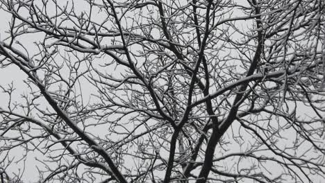 snowstorm in the forest, in high resolution details like branches and leaves getting covered in snow