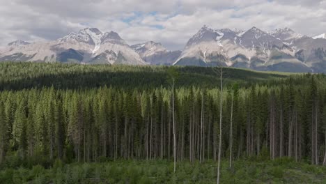 drone panorámica izquierda revelando altas montañas nevadas y un vasto bosque de pinos desierto cerca de banff y yoho parque nacional en canadá bajo un cielo parcialmente nublado