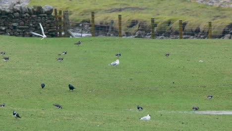 lapwings, jackdaws and common gulls searching for earthworms on an upland pasture in the north pennines on a very wet day early springtime