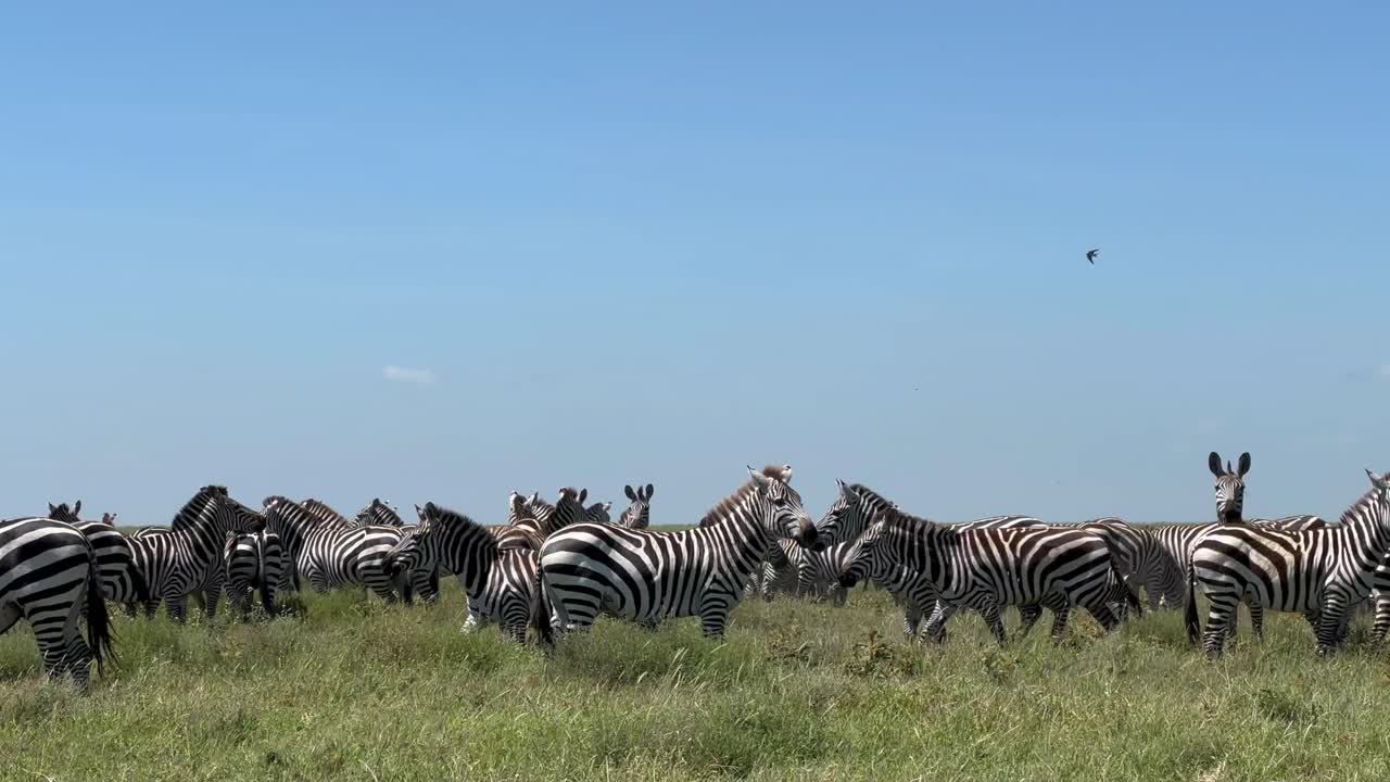 Herd of Grant's zebras (Equus quagga boehmi) during the Great migration in Serengeti National Park, Tanzania.