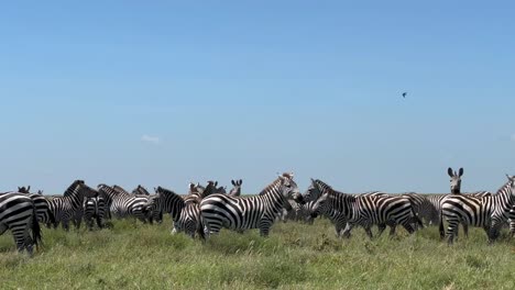 herd of grant's zebras (equus quagga boehmi) during the great migration in serengeti national park, tanzania.