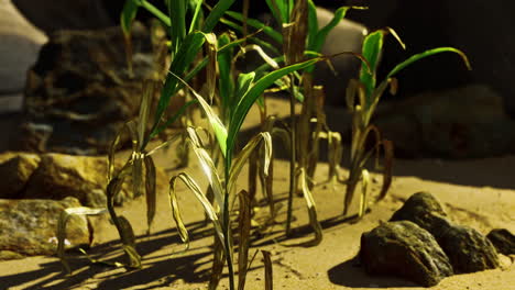 green-plant-at-sand-beach