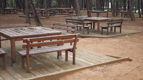 área de picnic en un bosque de pinos