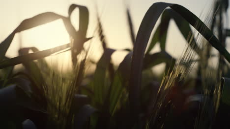 Wheat-ears-soft-sunrise-close-up.-Fresh-foliage-swaying-wind-on-farmland.
