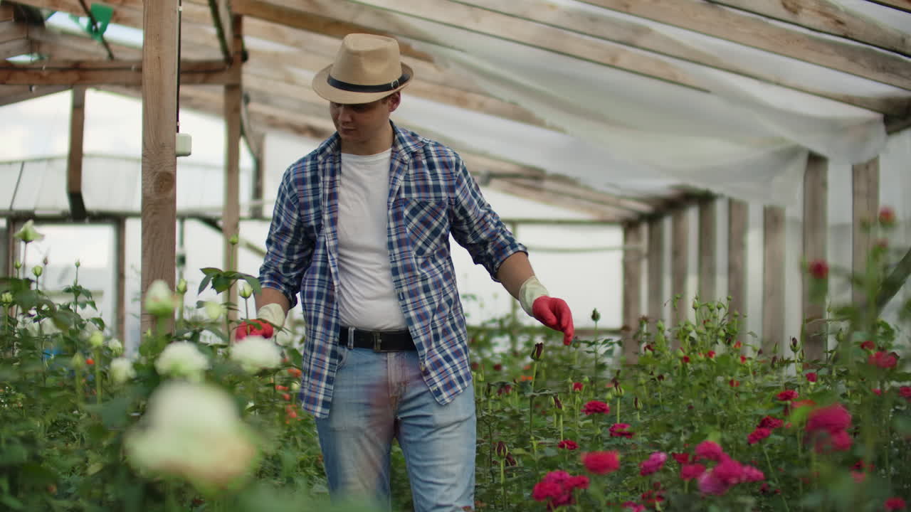 Un giardiniere cammina in una serra con i guanti, osservando e curando le rose coltivate per la sua piccola attività. Il fiorista cammina in una serra e tocca i fiori con le mani