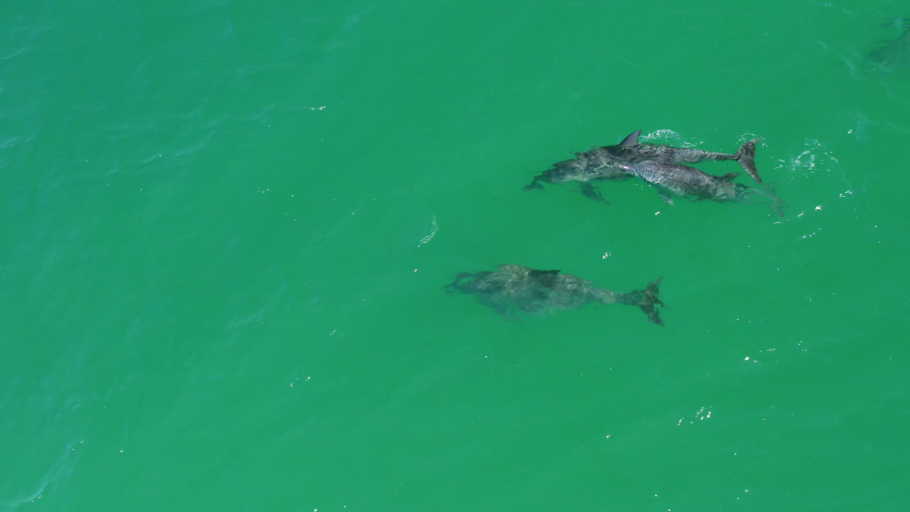 delfín bebé salvaje nadando en vaina con madre y familia en el claro océano australiano, dron aéreo de 4k