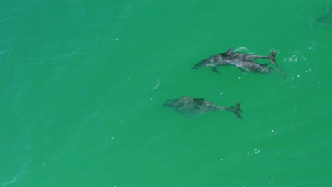 wild baby dolphin swimming in pod with mother and family in clear australian ocean, 4k aerial drone