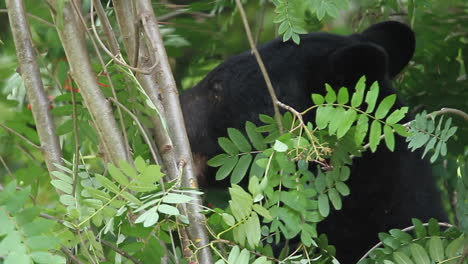 Close-up-face-Black-bear-eats-red-berries