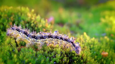 pequeña oruga de concha de tortuga (aglais urticae). la oruga urticaria se arrastra en los rayos del sol poniente.