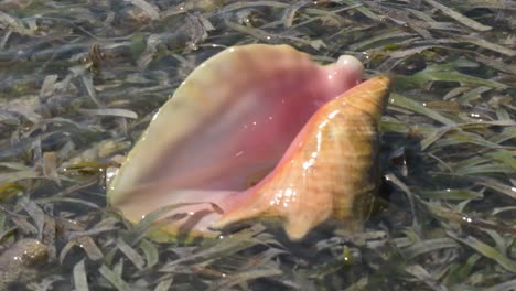 close-up of a shiny conch shell in seaweed under clear water, sunlight reflecting on the surface