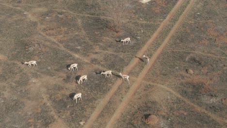 Drone-aerial,-Springbok-antelope-herd-searching-for-grass-on-a-burnt-veld-in-the-wild