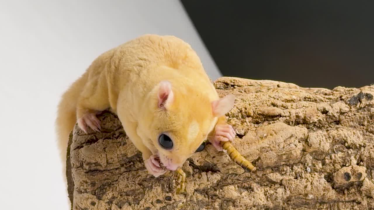 Un petaurino dello zucchero mangia attentamente un verme della farina su corteccia di sughero, con illuminazione da studio soffusa e telecamera statica