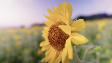 disfrutar de la impresionante belleza de los girasoles vibrantes al atardecer, un campo de tonos dorados con vistas a la playa de gimnyeong en la isla de jeju, corea