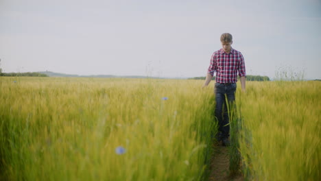 man walking through wheat field