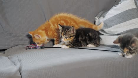 slow motion shot of kittens playing with each other on a sofa