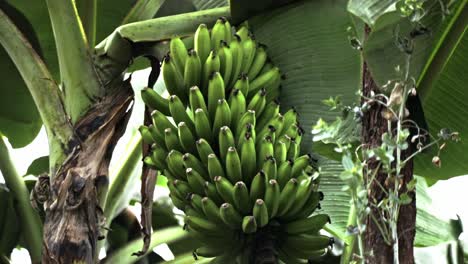 a large bundle of plantains in a tree on a produce farm in rural brazil, medium shot