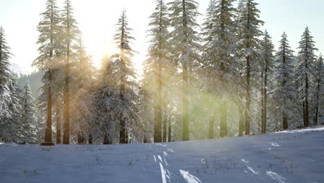 Vuelo-Sobre-El-Bosque-De-Invierno