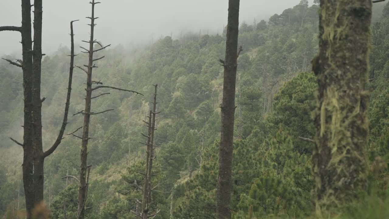 카메라는 푸른 잔디에서 높은 고도의 자연으로 이동합니다.