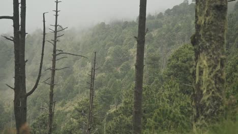 la cámara se desplaza desde la hierba verde hasta la naturaleza a gran altura