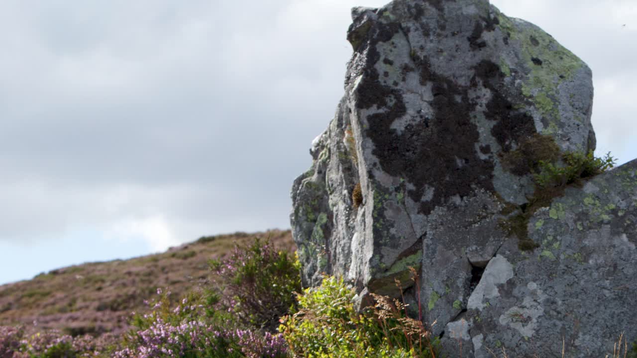 Large lichen-covered rock stands amid purple heather on sunlit moorland, slight camera pan