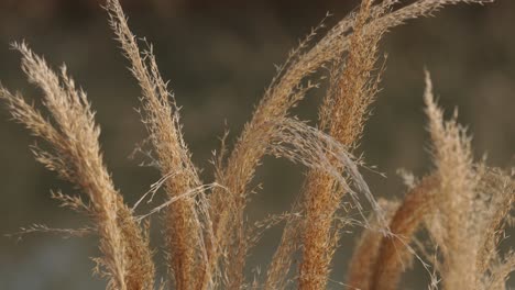 Tropical-Fountain-Grass-At-Springtime-Breeze-By-A-Calm-Lake