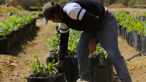 Video-of-a-farmer-transplanting-avocado-plants