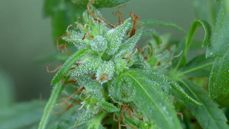 imágenes del primer plano de la planta de cannabis, arbusto de marihuana