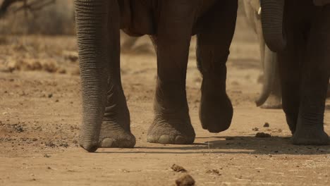 elephant walking towards camera in south africa, close up, slow motion