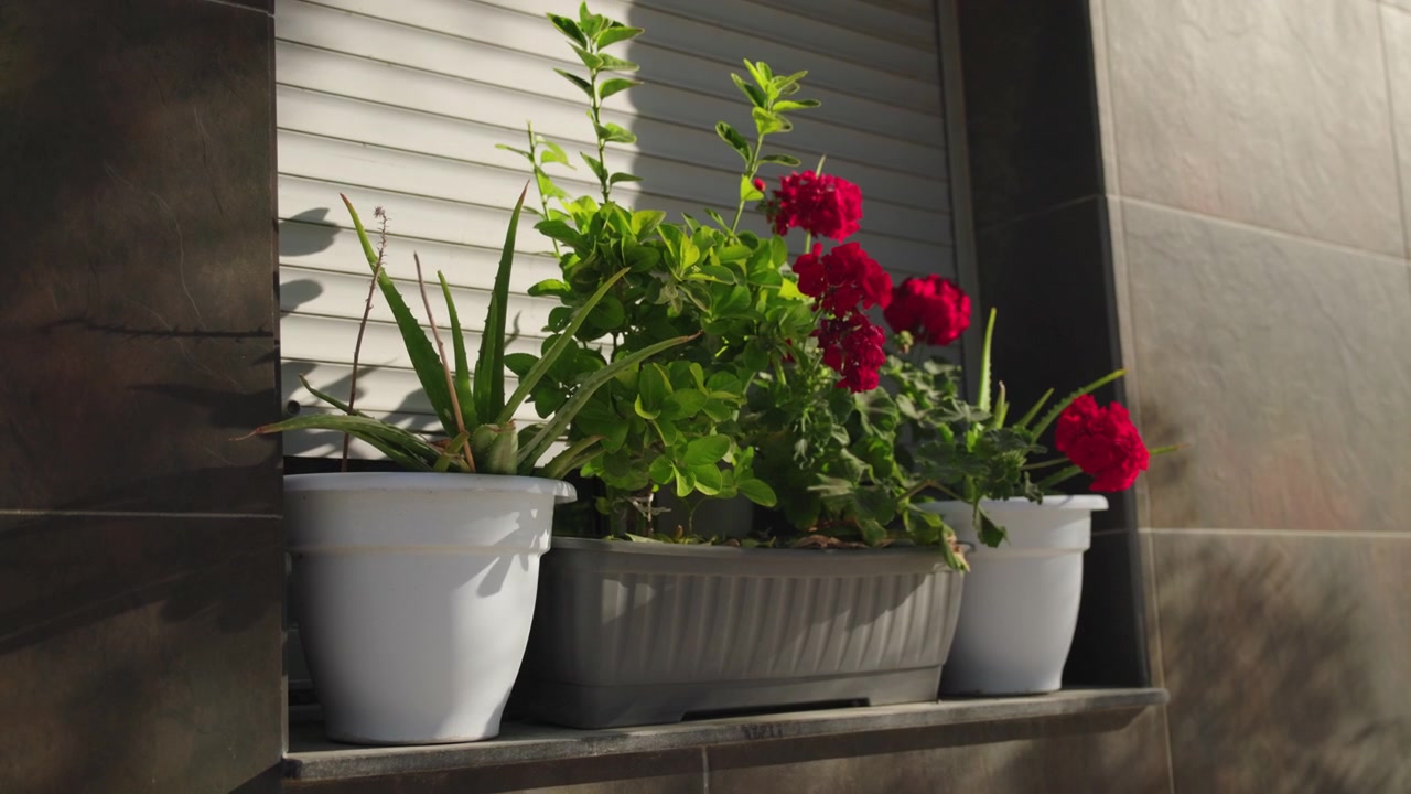 Flowering geranium and aloe vera plants decorating residential window with sunlit facade
