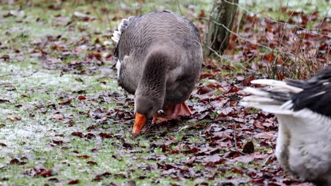 Enten-Auf-Dem-Schnee-Im-Park-Auf-Der-Suche-Nach-Etwas-Zu-Essen-Im-Winter