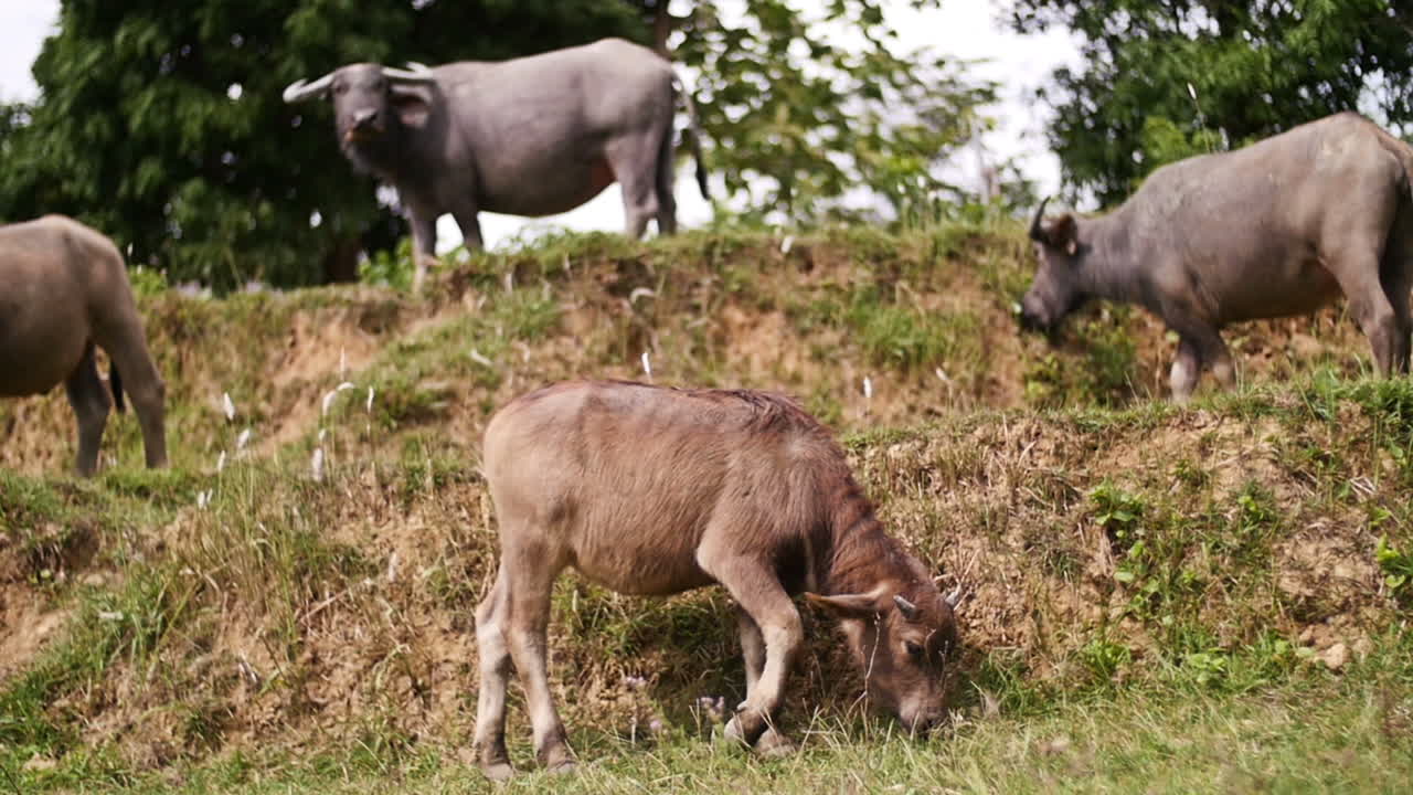Water Buffaloes Grazing in a Field