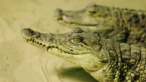 close-up of two young crocodiles