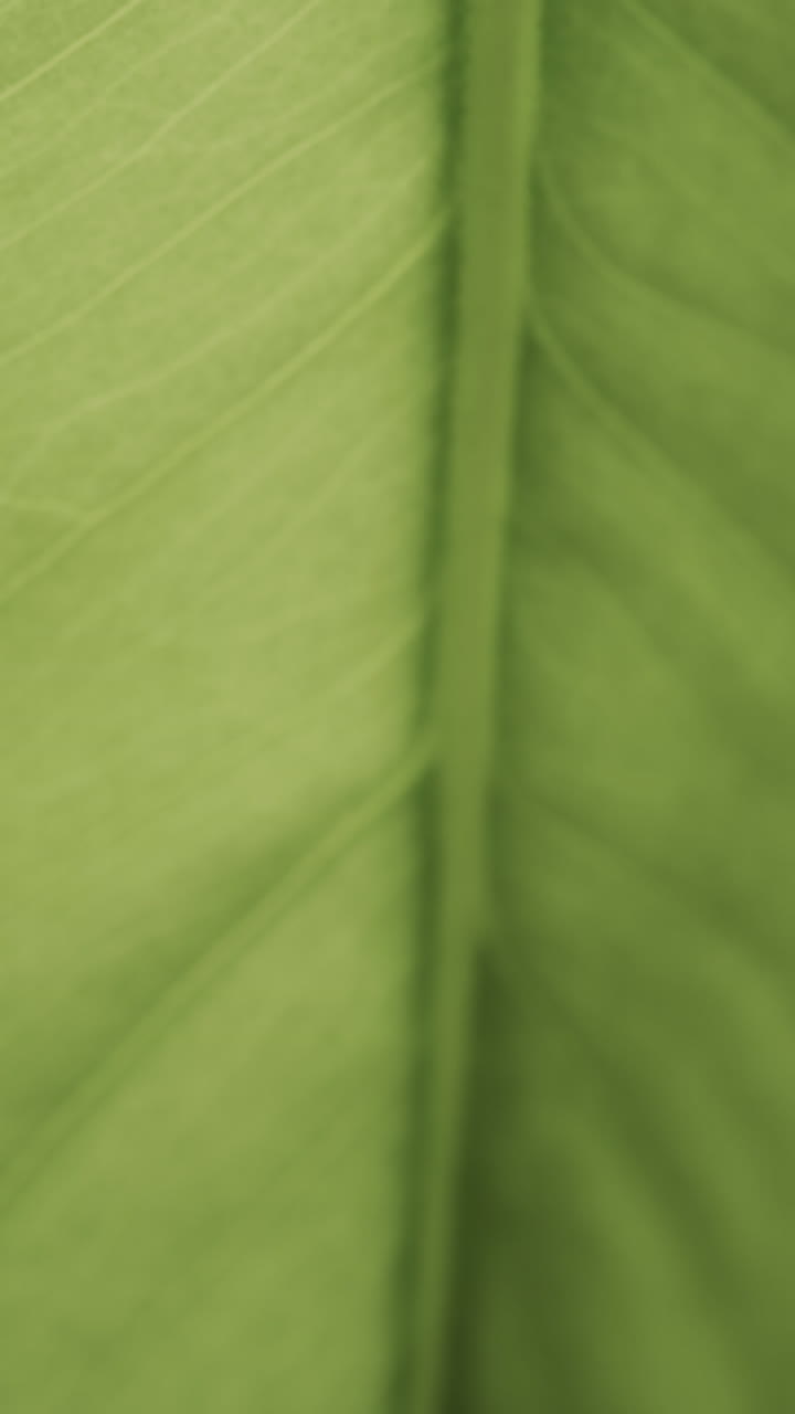Micro vertical video of close up of green leaf with copy space