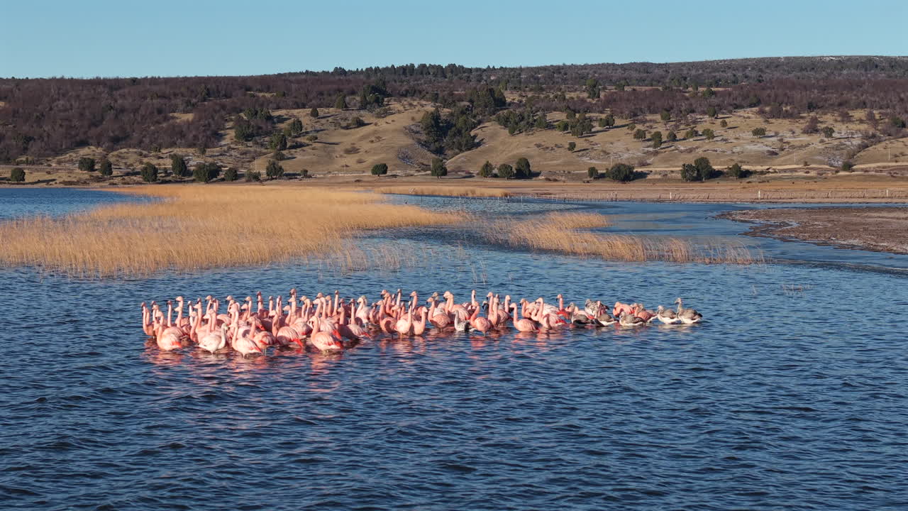 Aerial view of flock of flamingos floating on Patagonian lake in Chubut, Argentina, wildlife conservation