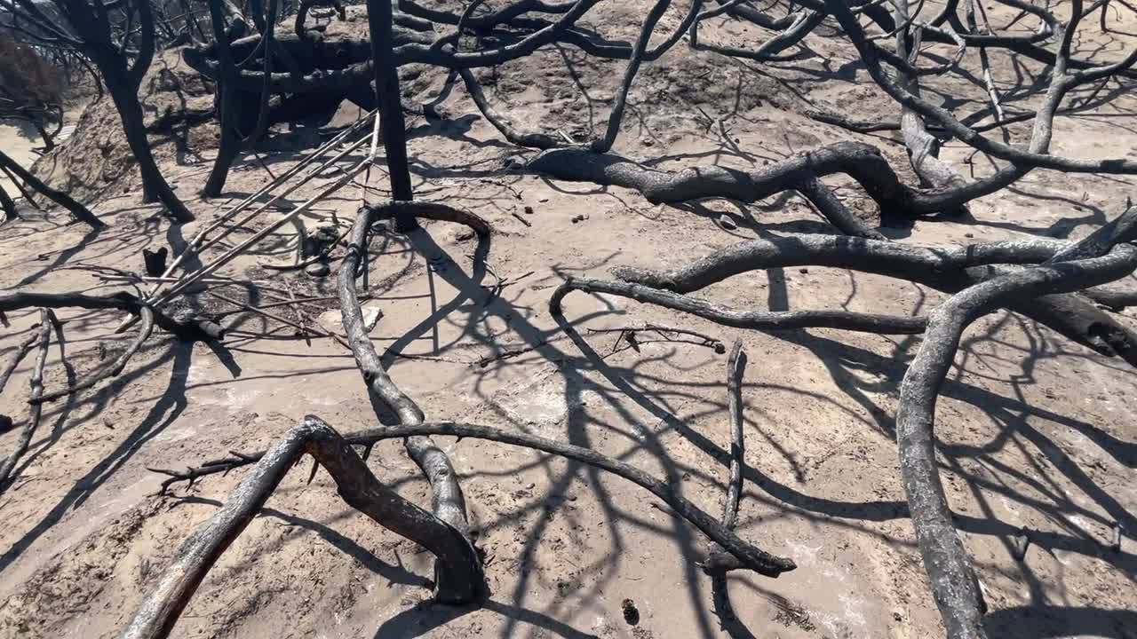 로드, 모션 뷰에서 산불 이후 나무의 검은 잔해