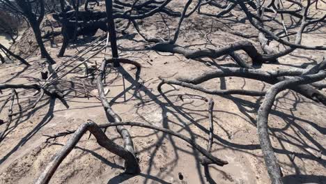 Black-remain-of-trees-after-wildfires-in-Rhode,-motion-view