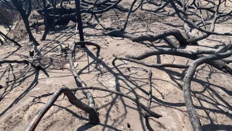 restos negros de árboles después de incendios forestales en rhode, vista de movimiento