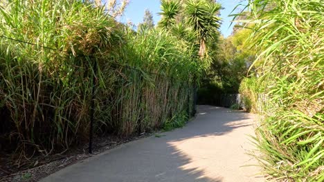 un paseo por un camino exuberante y verde