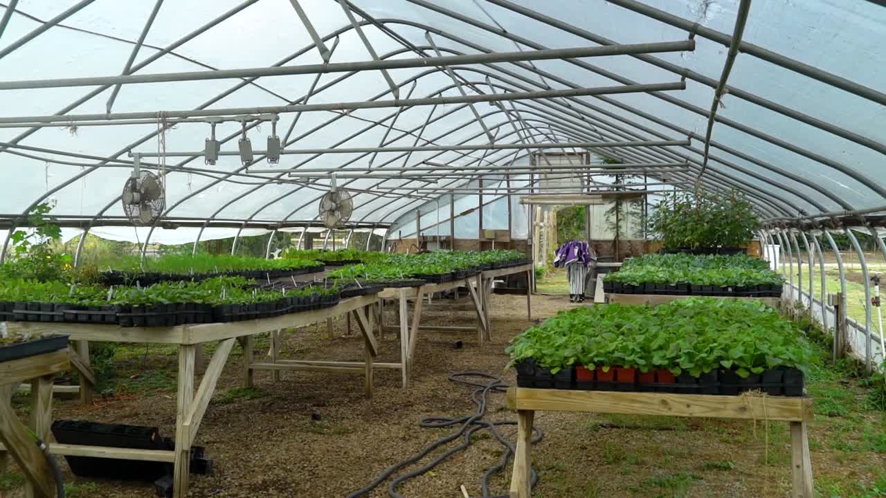 diferentes plantas vegetales crecen en un invernadero