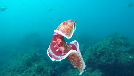 Ein-Extravagantes-Nacktschnecken-Meeresgeschöpf,-Eine-Spanische-Tänzerin,-Die-Kräftig-Im-Meer-Schwimmt,-Gefilmt-In-Zeitlupe