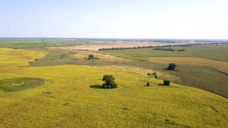 4k aerial. fly over  agricultural fields  with alone trees and yellow sunflowers